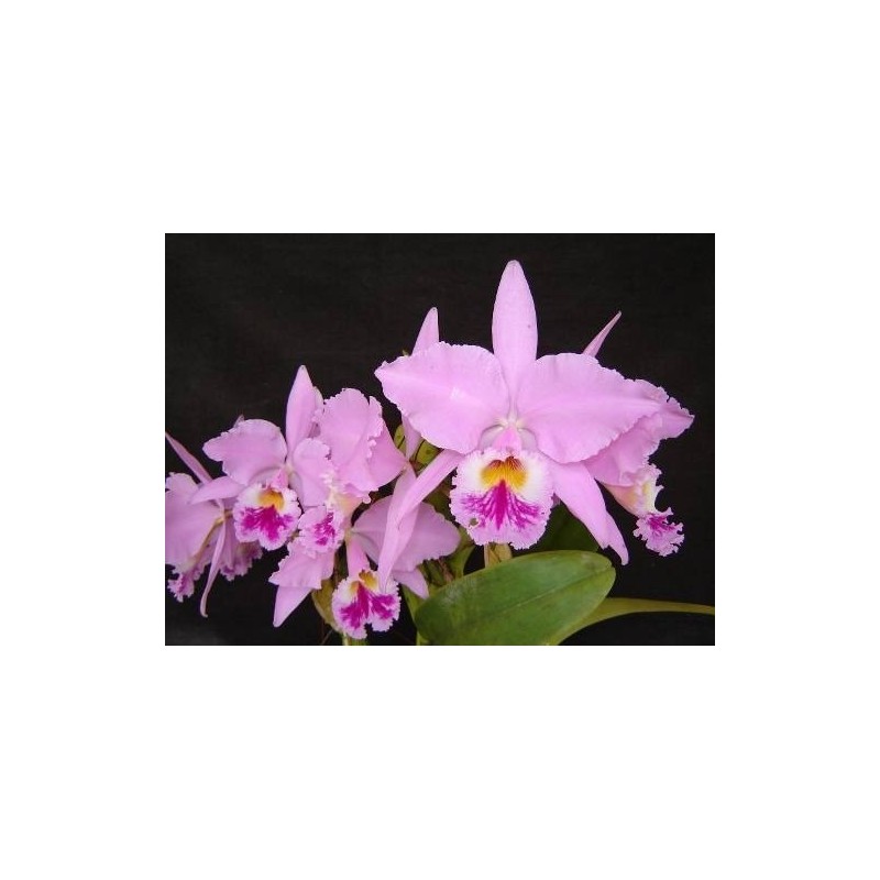 Cattleya labiata tipo x self