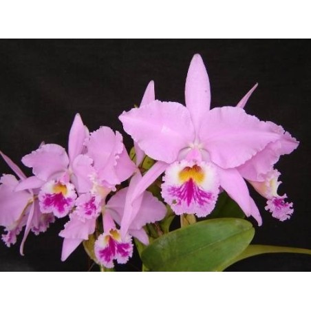 Cattleya labiata tipo x self