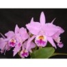 Cattleya labiata tipo x self