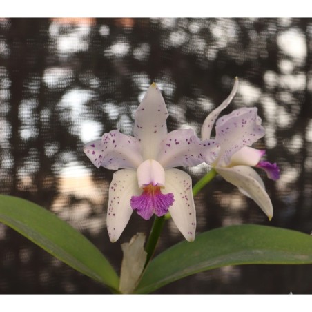 Cattleya amethystoglossa coerulea (lisa x ‘Payaguas’)