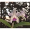 Cattleya amethystoglossa coerulea (lisa x ‘Payaguas’)