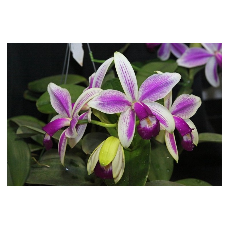 Cattleya violacea semi alba estriata x self
