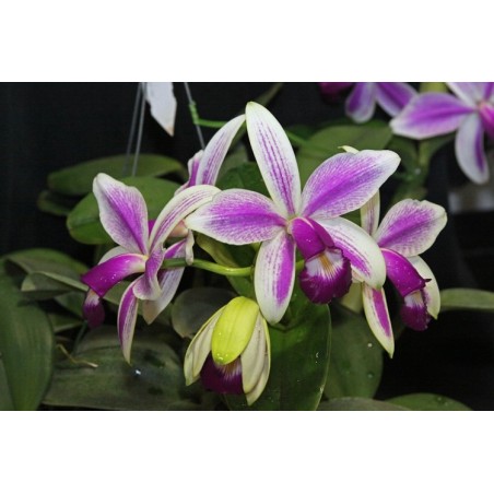 Cattleya violacea semi alba estriata x self