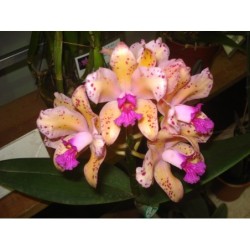 Cattleya amethystoglossa aurea x self