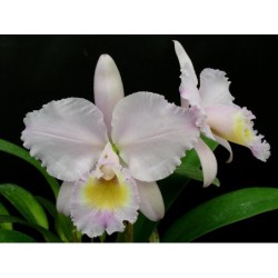 Cattleya trianae concolor ‘Orion’x self