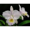 Cattleya trianae concolor ‘Orion’x self