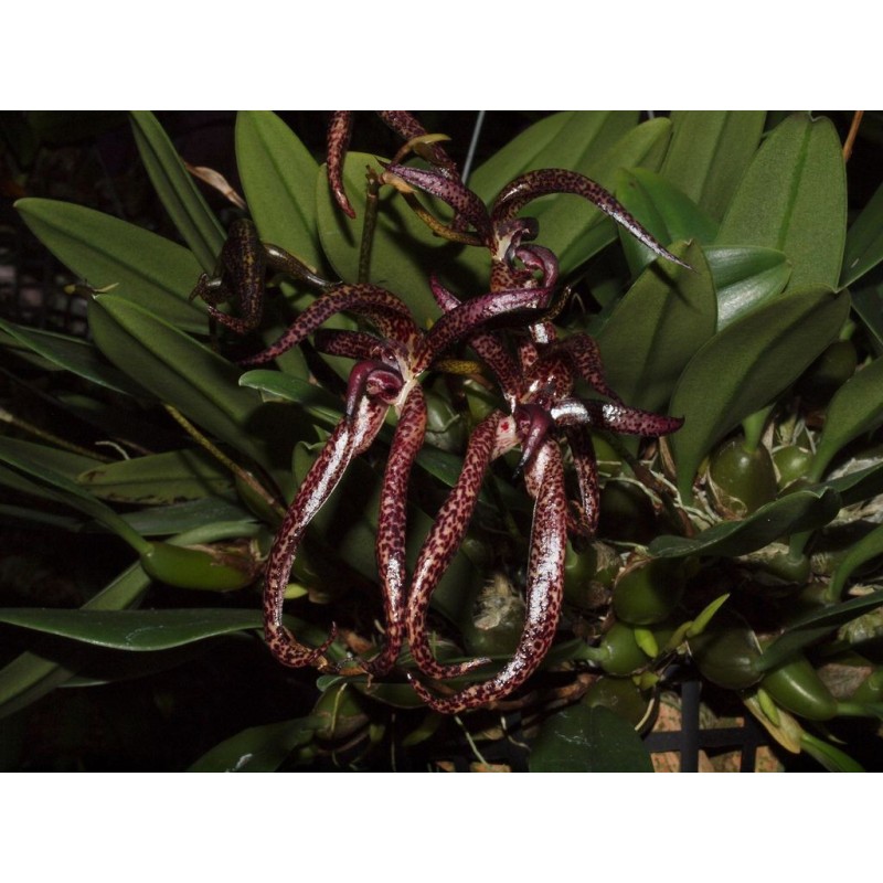 Bulbophyllum Meen Garuda