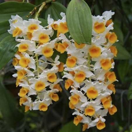 Dendrobium thyrsiflorum