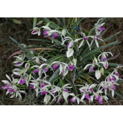 Leptotes bicolor