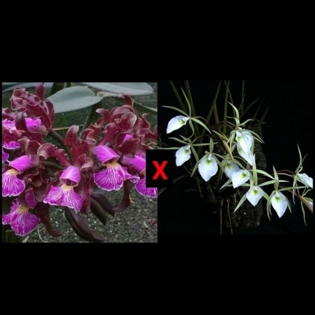 Brassavola tuberculata x Cattleya schilleriana