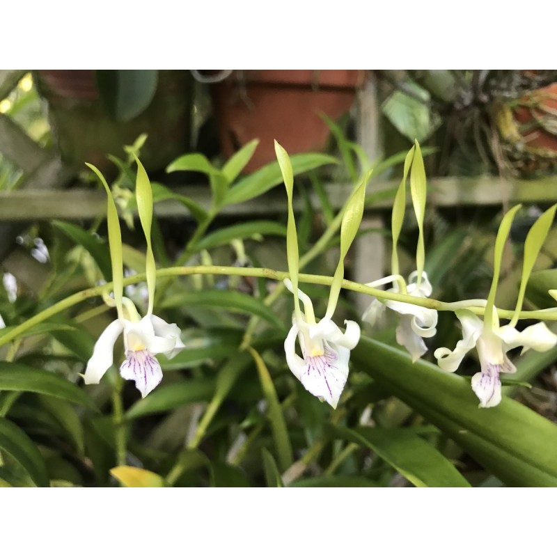 Dendrobium antenatum