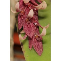 Pleurothallis (Acianthera) struptifolia