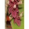 Pleurothallis (Acianthera) struptifolia