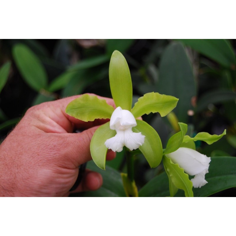 Cattleya guttata alba
