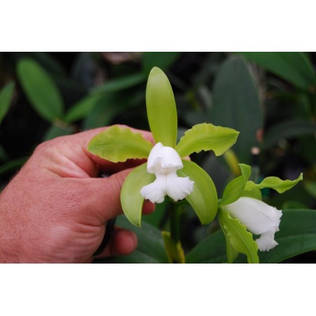 Cattleya guttata alba
