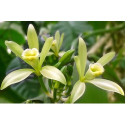 Vanilla planifolia