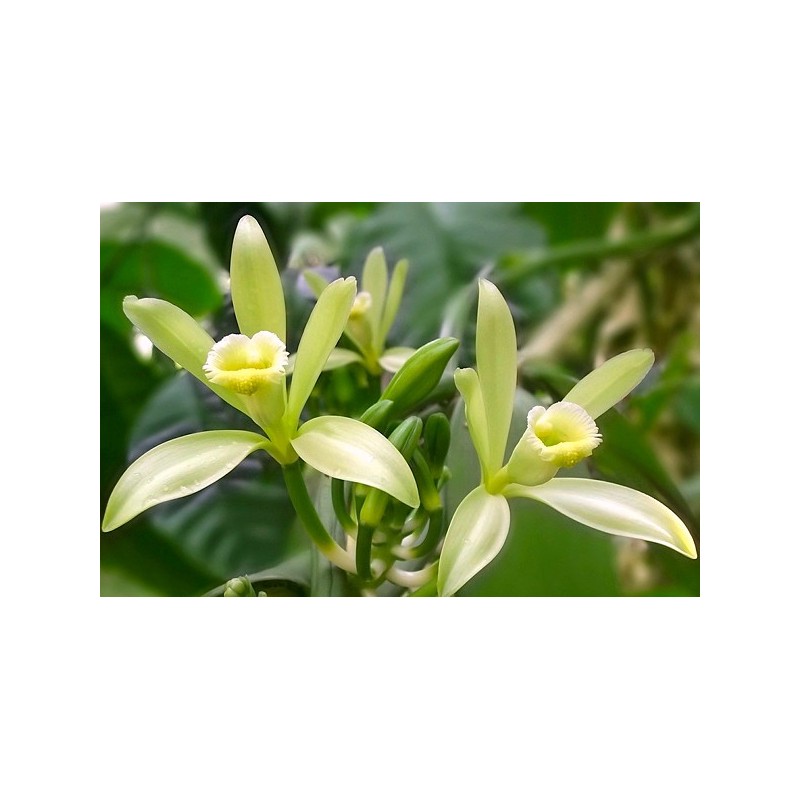 Vanilla planifolia