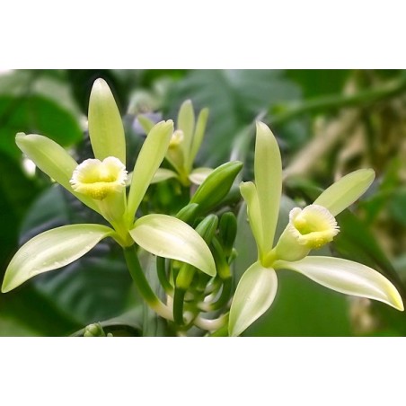 Vanilla planifolia