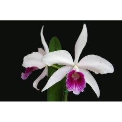 Laelia purpurata semi alba x self