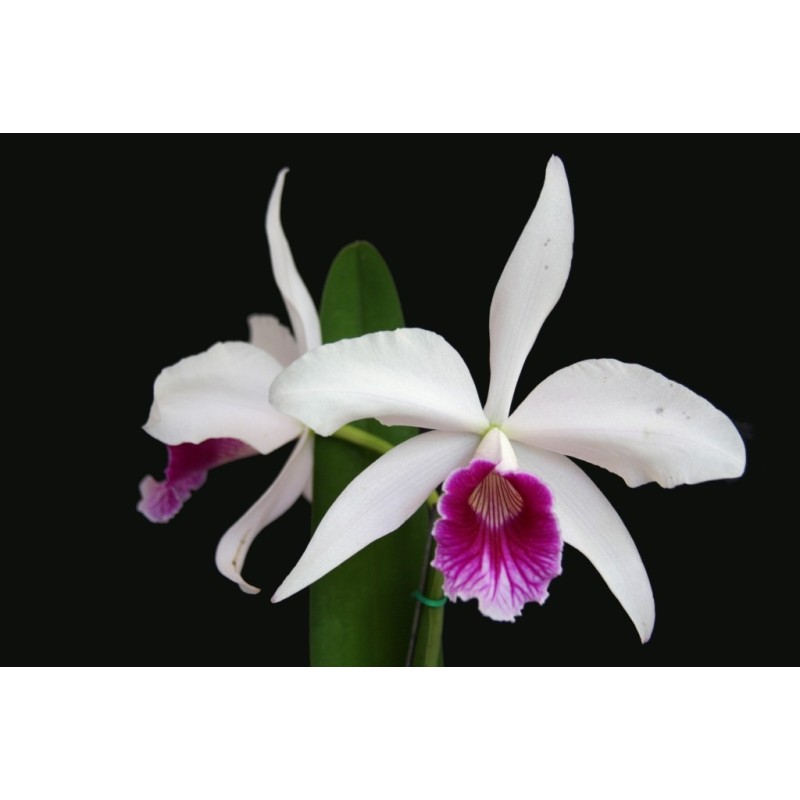 Laelia purpurata semi alba x self