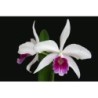 Laelia purpurata semi alba x self