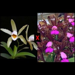Cattleya (forbesii x tigrina)