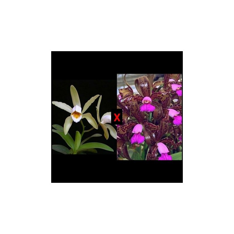 Cattleya (forbesii x tigrina)