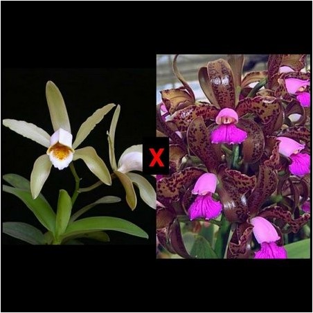 Cattleya (forbesii x tigrina)