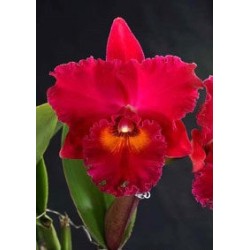 Rlc. Village Chief Armani ‘Red Dragon’