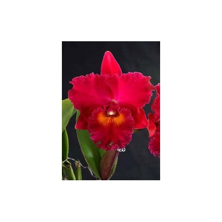 Rlc. Village Chief Armani ‘Red Dragon’