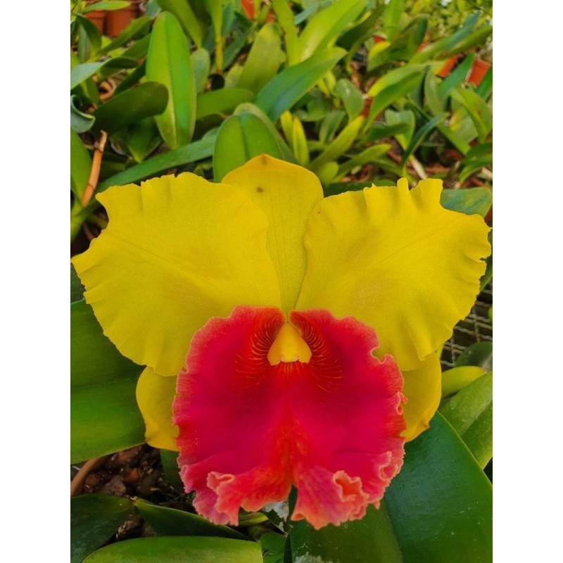 Blc. Rodrigo Suzuki ‘Round’