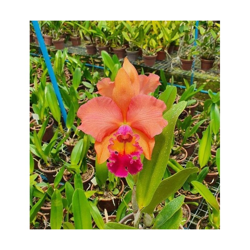 Blc. (Rodrigo Suzuki x Yoshico Suzuki) ‘Orange Glow’