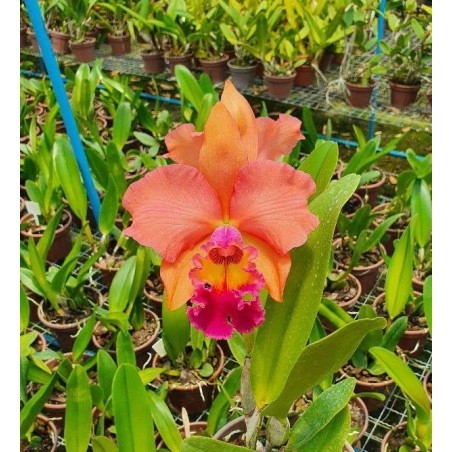 Blc. (Rodrigo Suzuki x Yoshico Suzuki) ‘Orange Glow’