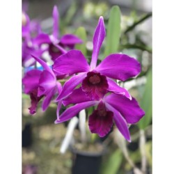 Laelia purpurata sanguínea