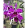 Laelia purpurata sanguínea