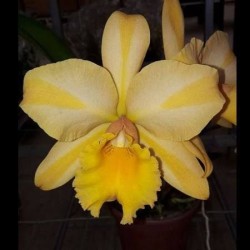 Blc. Gisele ‘Bundchen’