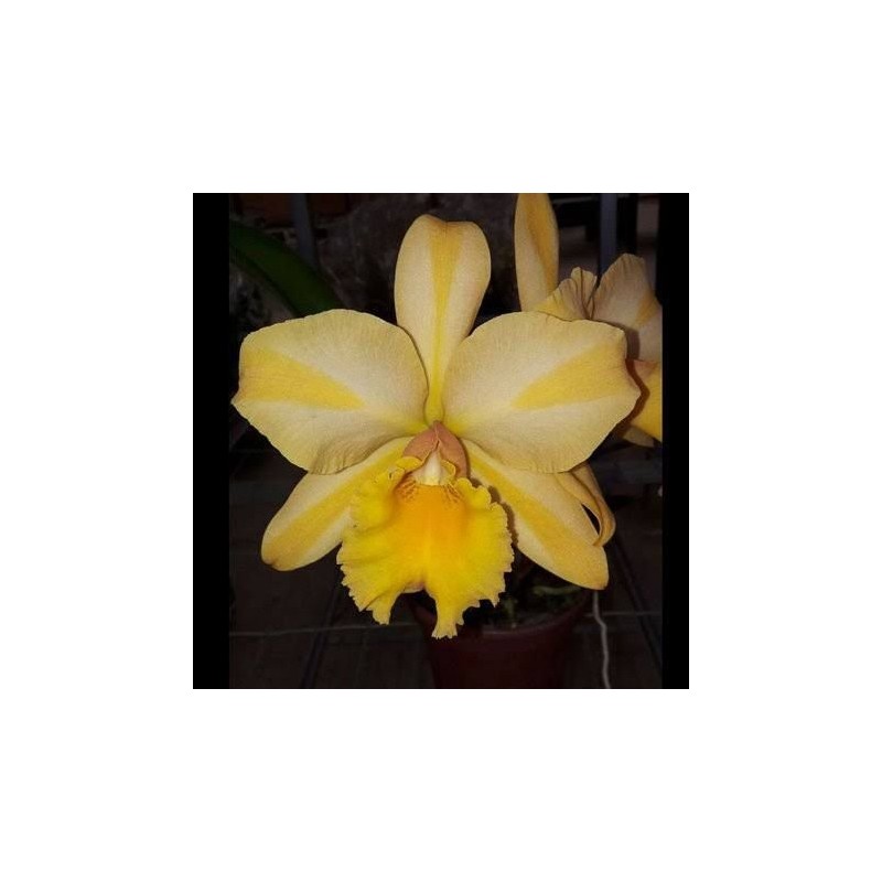 Blc. Gisele ‘Bundchen’