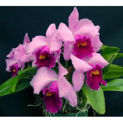 Lc. Irene Finney ‘Springs Best’