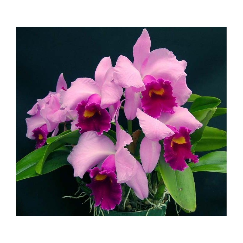 Lc. Irene Finney ‘Springs Best’