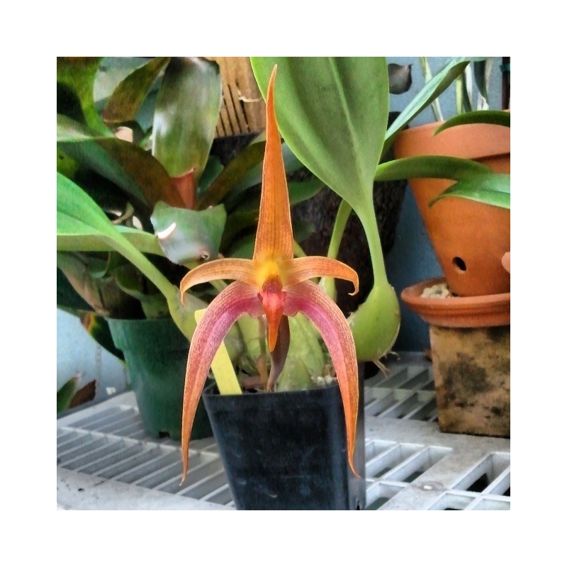 Bulbophyllum Jersey (lobii x echinolabium)