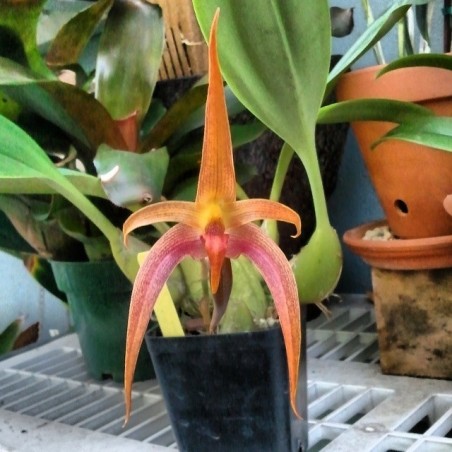 Bulbophyllum Jersey (lobii x echinolabium)