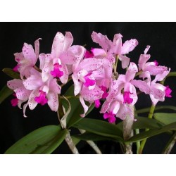 C. amethystoglossa tipo x self