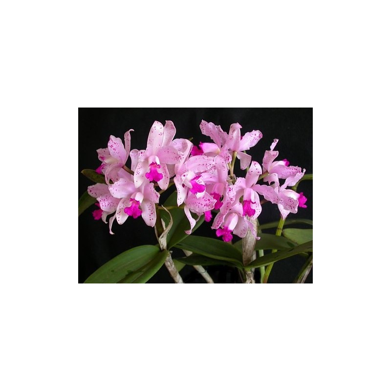 C. amethystoglossa tipo x self