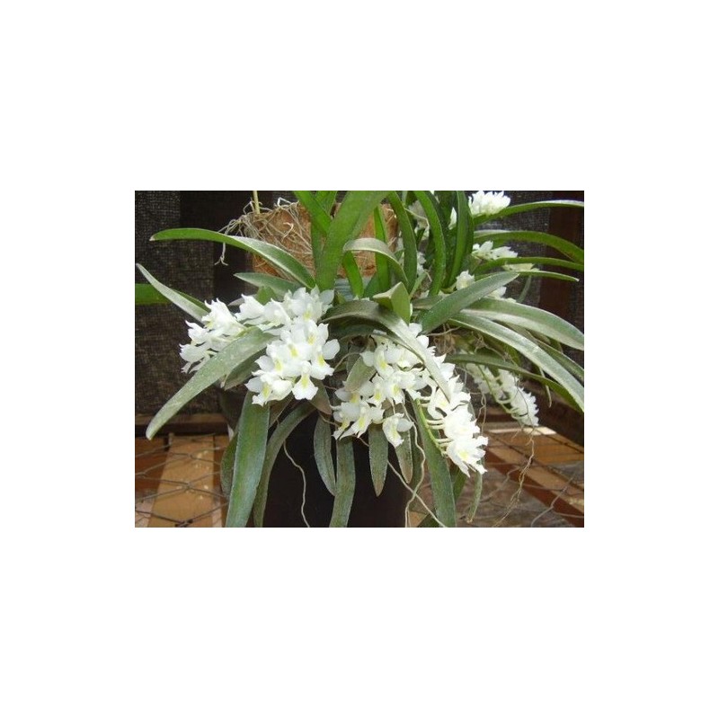 Rodriguezia venusta (montada)