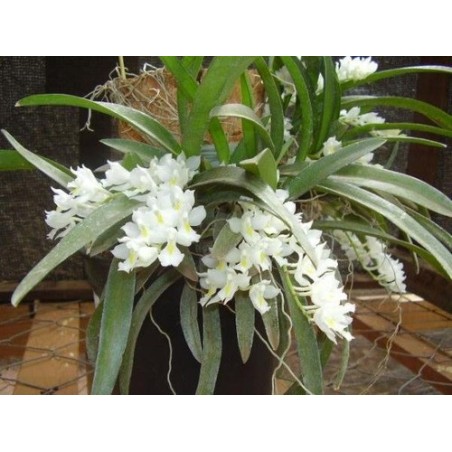 Rodriguezia venusta (montada)