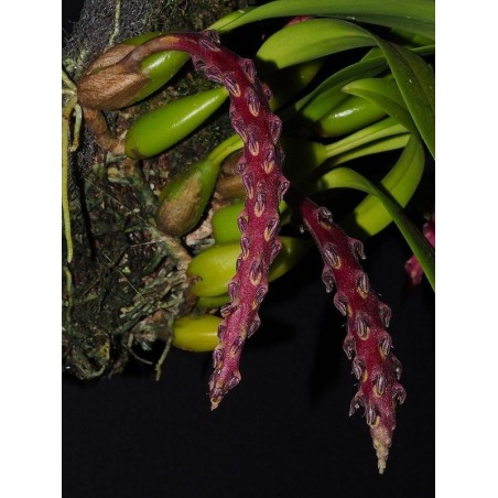 Bulbophyllum saurocephalum