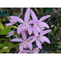 Laelia alvarenguensis