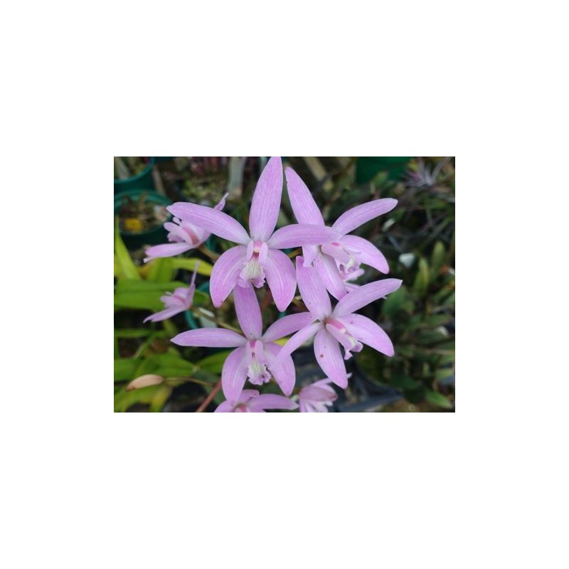 Laelia alvarenguensis