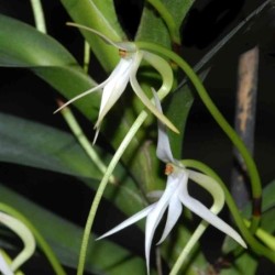 Jumellea arborescens