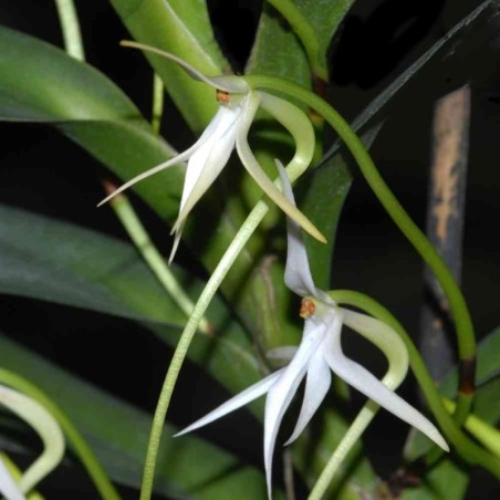 Jumellea arborescens